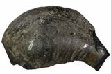 Fossil Whale Ear Bone - Miocene #109273-1
